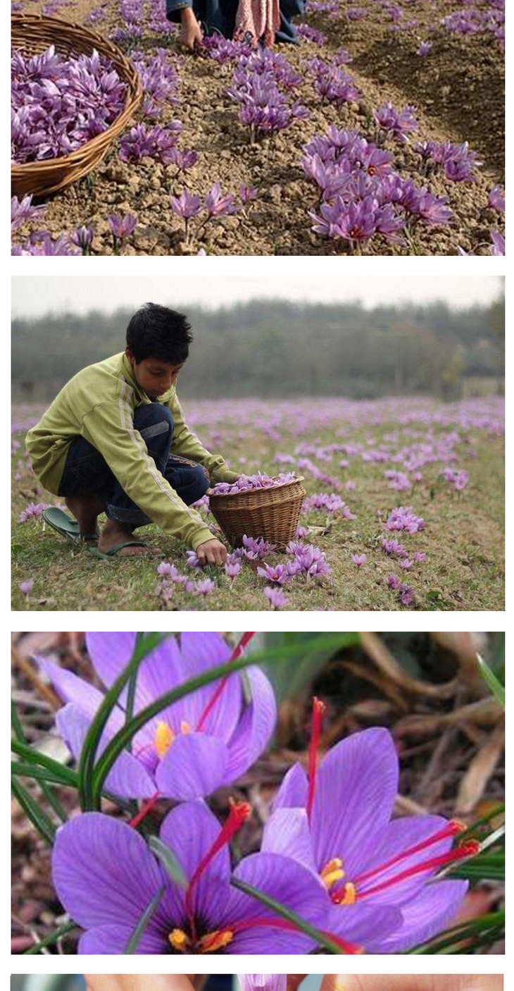 3g正品藏红花特级野生西红花野生番红花包邮