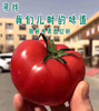 上海有机西红柿🍅本地有机种植，坚持自然成熟，味浓多汁 商品缩略图6