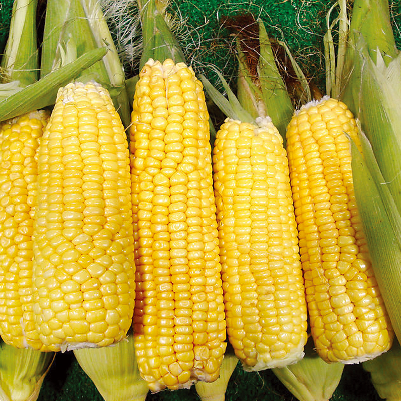 00 库存: 9999 件 立即购买     /      支付: 微信支付银行卡