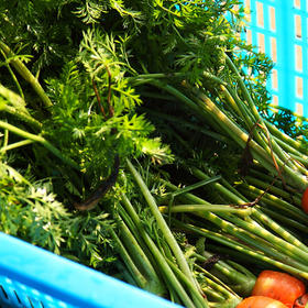 胡萝卜缨子 5元/份/6两