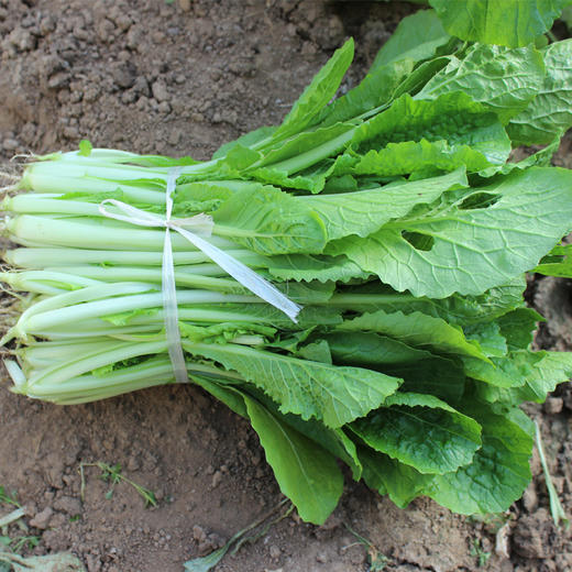 新鲜有机小白菜 一斤 (蔬菜)