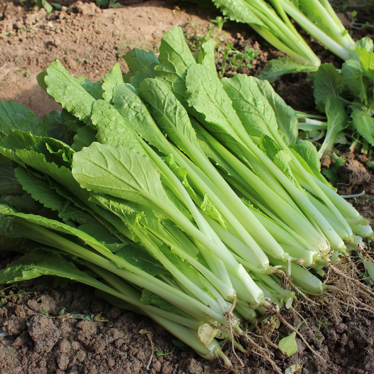 【两种规格】 新鲜有机小白菜 半斤/一斤 (蔬菜)