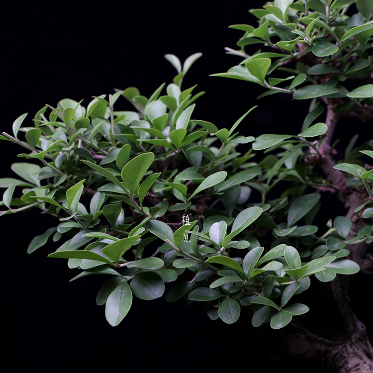 植觉 孤品 水腊