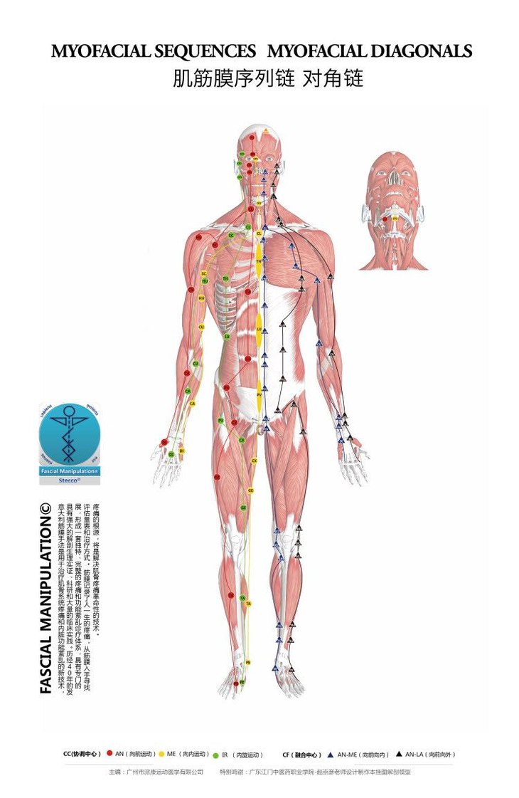 【筋膜挂图】高清标示:6条cc筋膜链 4条cf对角螺旋链