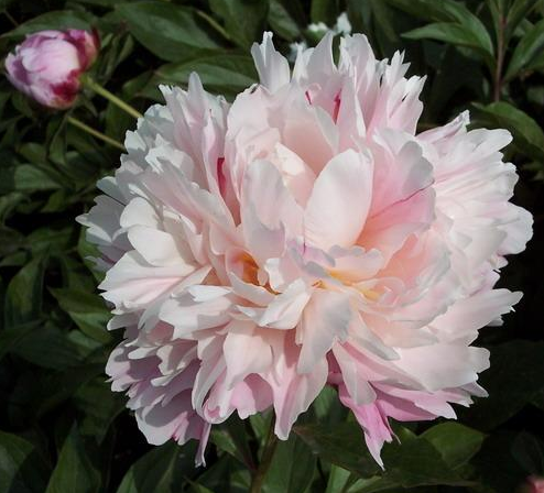 【广州直发】3人团 | 山东重瓣芍药(粉色)49.9元/1扎起【预售】