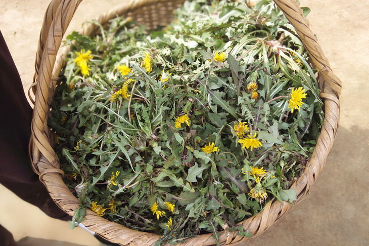 野生蒲公英干(农场自制,10元/份/1两)