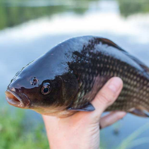 【野生】千島湖野生鯽魚 每週五預定