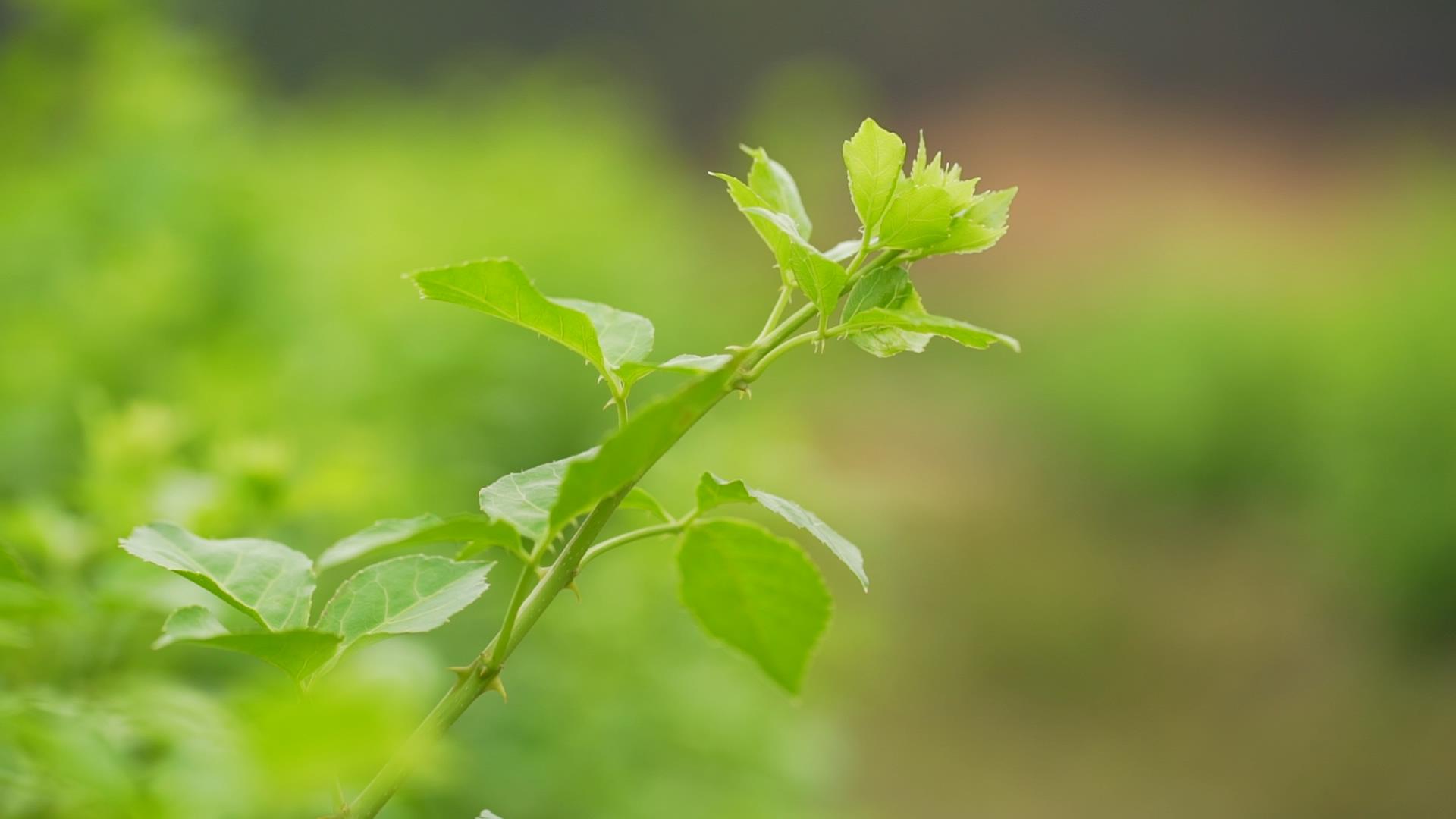 品城记甄选 | 全国地标产品 恩平特产簕菜茶 可冲饮,可煲汤,味道鲜美