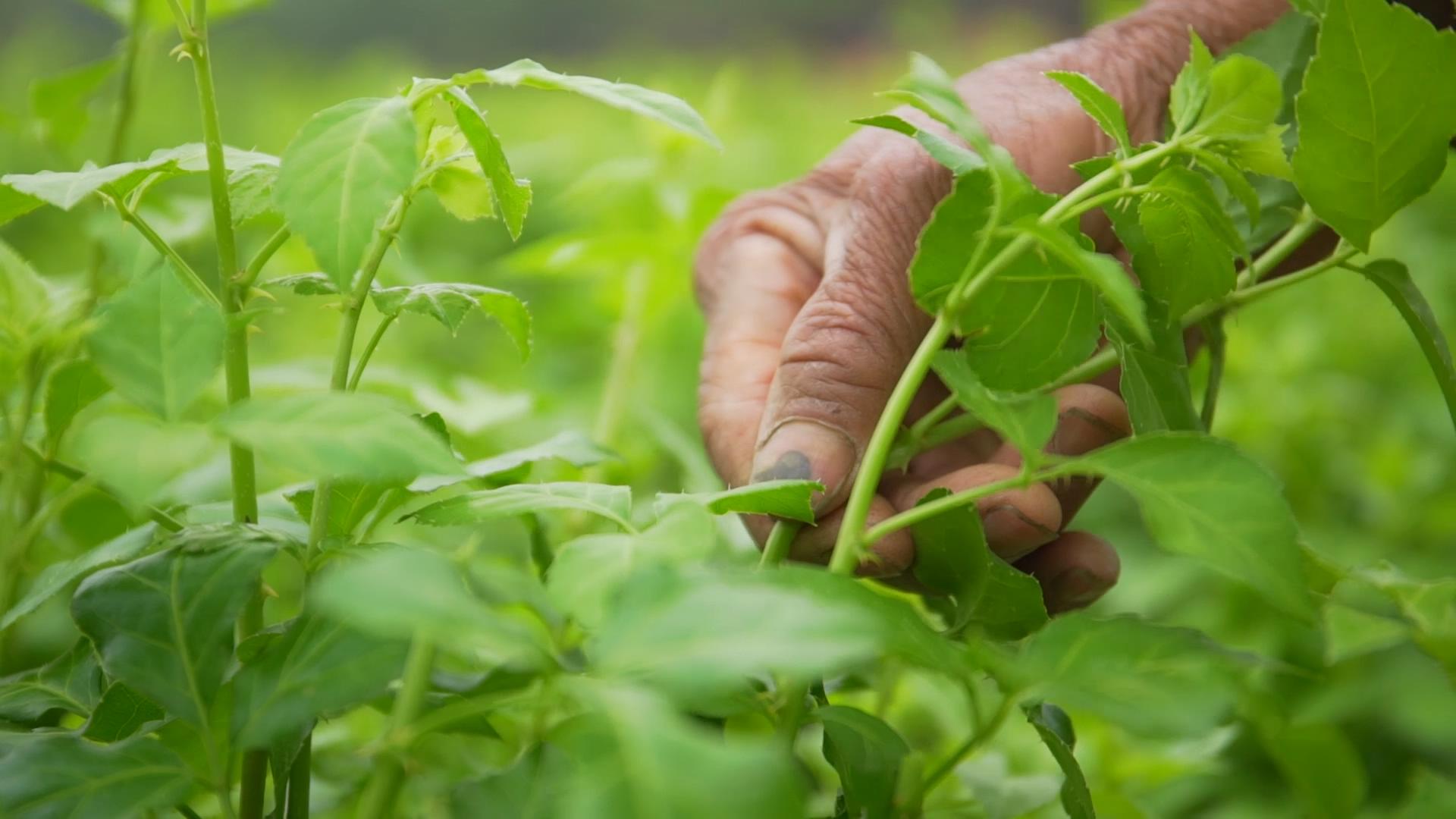 品城记甄选 | 全国地标产品 恩平特产簕菜茶 可冲饮,可煲汤,味道鲜美