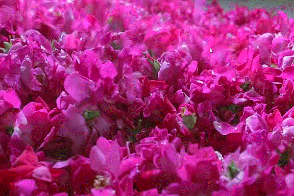 摘回的玫瑰采摘分拣成花瓣,挑选出其中最娇嫩的叶片.