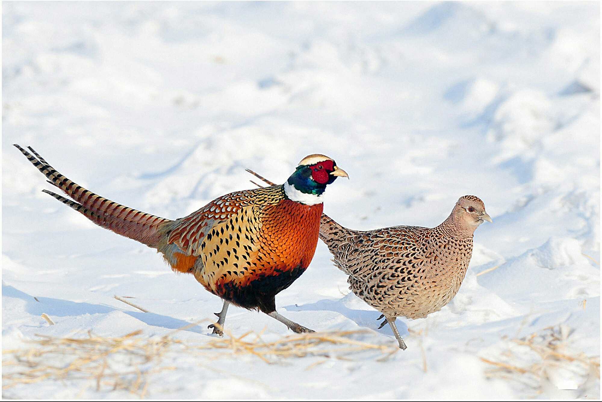 【全生态养殖野山鸡鸡蛋】美国纯正山鸡驯化野山鸡鸡蛋