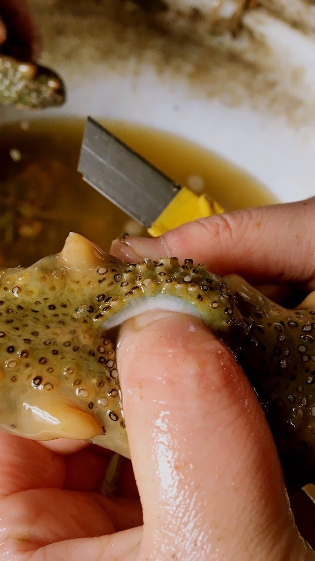 鲜海参 | 养马岛深海捕捞上岸后直接煮熟的鲜货 低温急冻后顺丰空运2