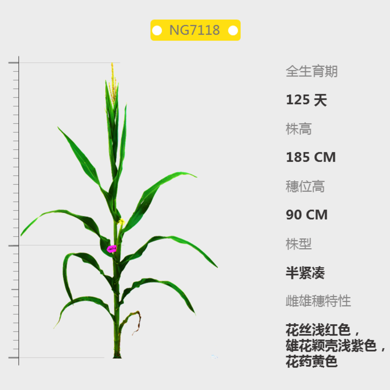 玉米自交系b73图片