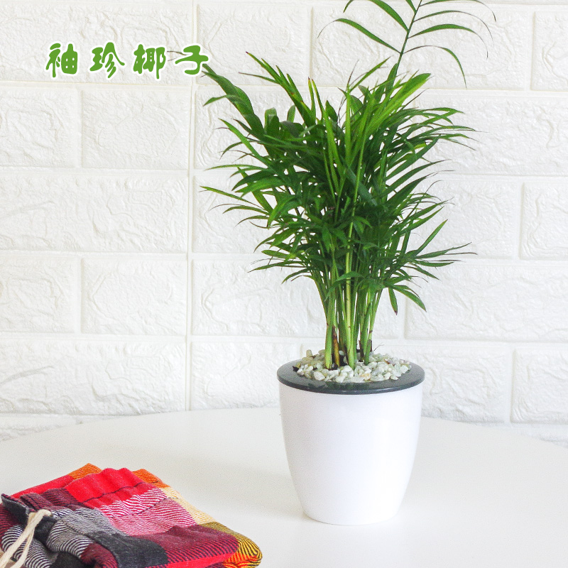 商品详情 购前须知 1,绿植非标准产品,植株高矮,粗细等难以统一,如