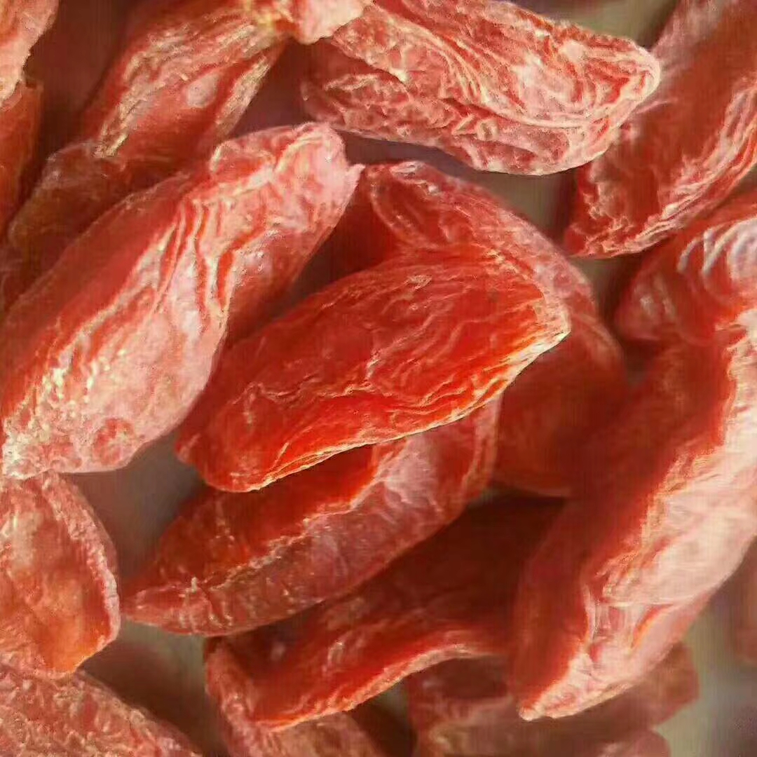 野生红枸杞(甘肃)