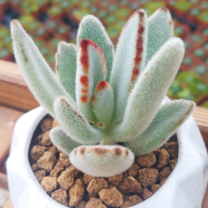 【雪纺兔耳朵发圈】雪纺兔耳朵发圈价格_新款_图片 - 做生意,用有赞