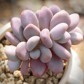 ak多肉花卉 桃精灵 多肉植物 肉肉 桌面阳台diy盆栽小绿植组合