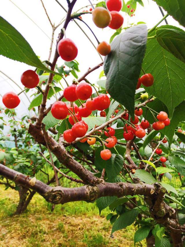 蚂蚁独家 | 上海樱桃采摘开始啦,一家三口畅吃,仅128元,还赠送2斤