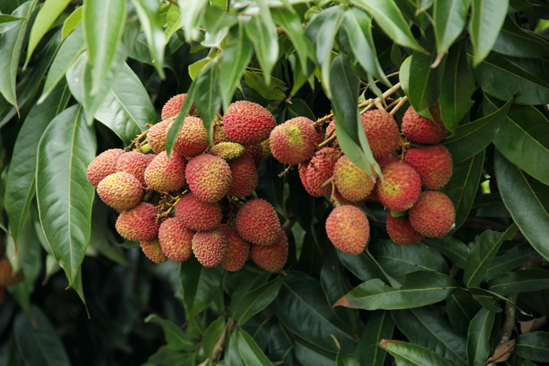 海南|火山村荔枝