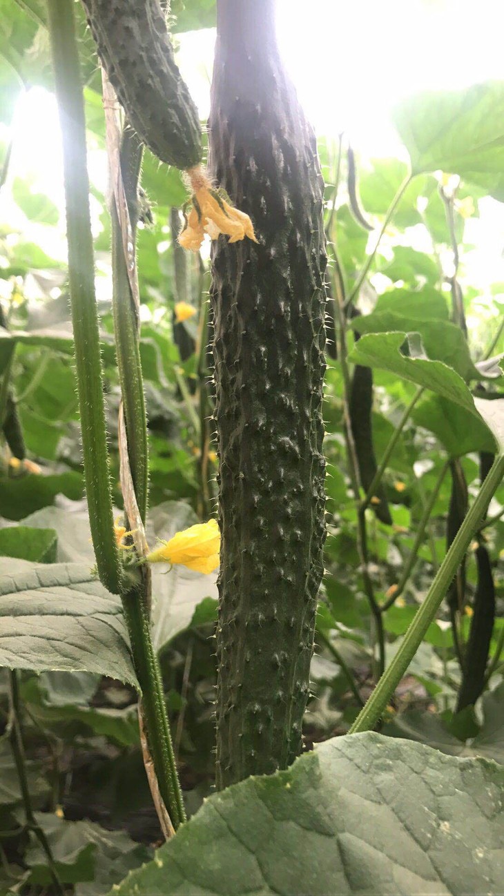 自然农耕种植的黄瓜