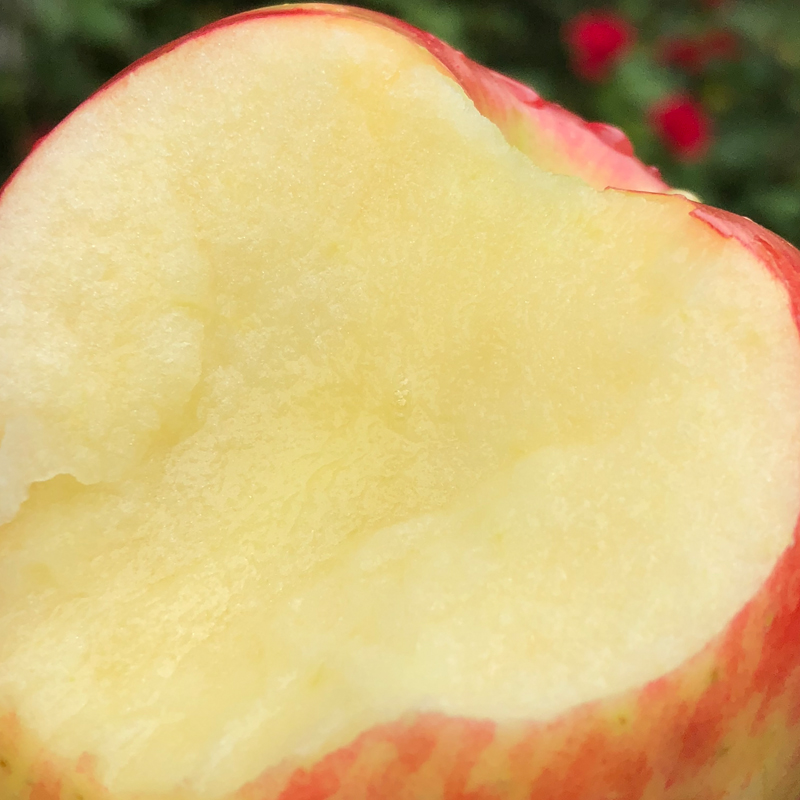 新西兰 | 神仙果 红颜粉嫩 清脆甜蜜 自然鲜活(10只装/5只装)