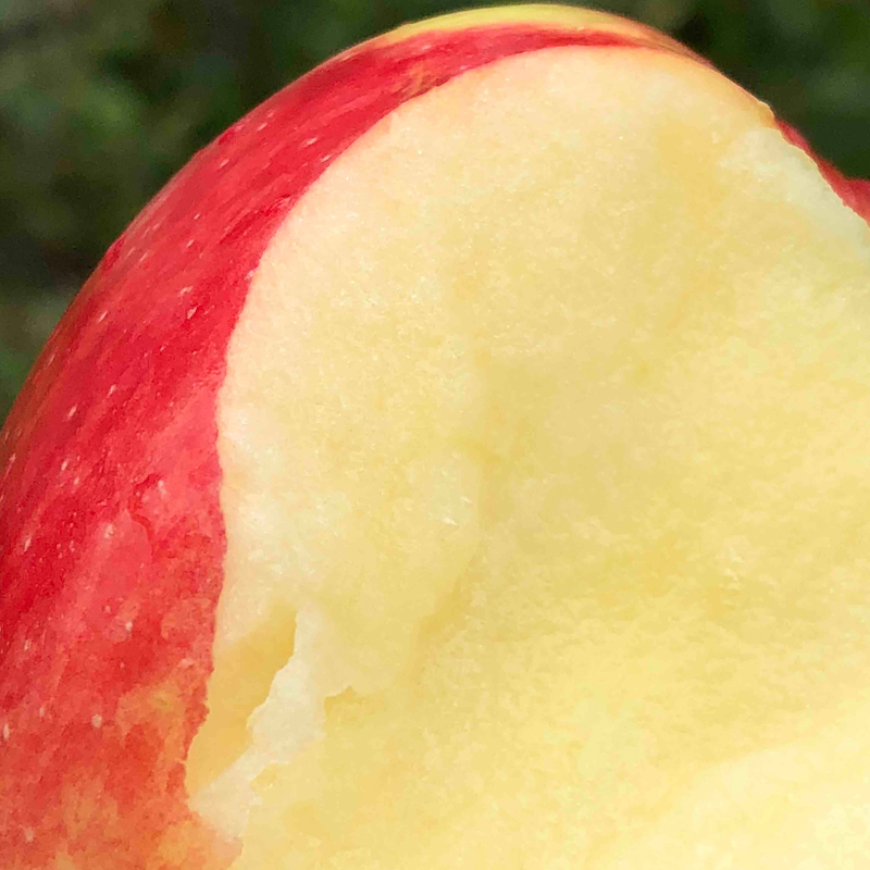 新西兰 | 神仙果 红颜粉嫩 清脆甜蜜 自然鲜活(10只装/5只装)