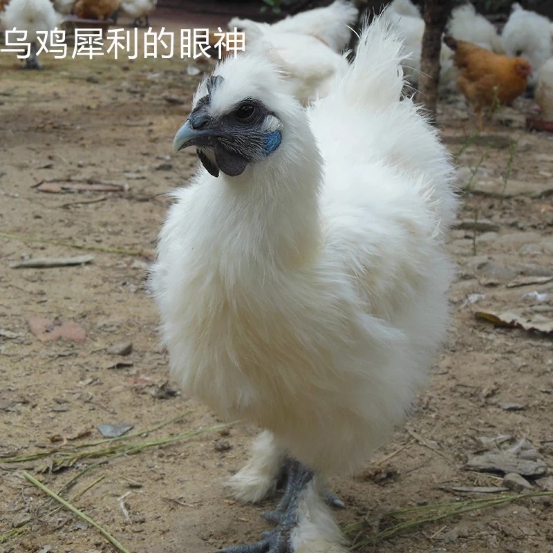 「自家散养,2年老母鸡 泰和乌鸡(白凤)