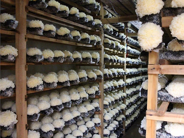 喝天然山泉长大的古田活耳 银耳在含有营养成分的菌棒中培育