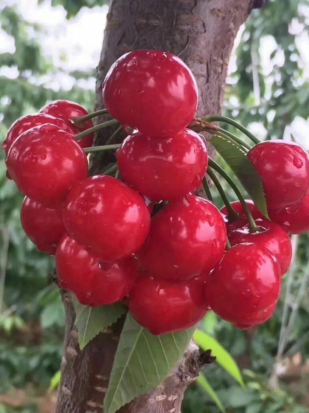 【新鲜速达】郭家庄大樱桃新鲜速达,国产车厘子触碰舌尖上的诱惑