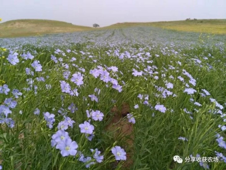 产品名称 分享收获定制亚麻籽油 产地 围场县御道口镇烨树林村 净 含