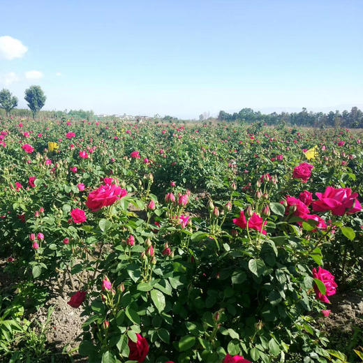 【云南冻干墨红玫瑰花】 冻干墨红花冠茶/ 玫瑰花瓣/ 玫瑰粉/瓶装散称包邮 商品图3