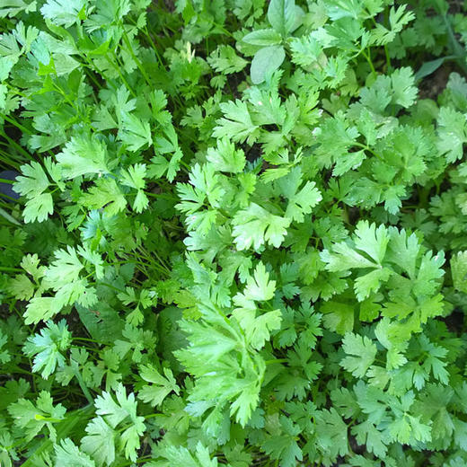 全国满额包邮彩虹雨新鲜生态蔬菜香菜100g2两北京农场