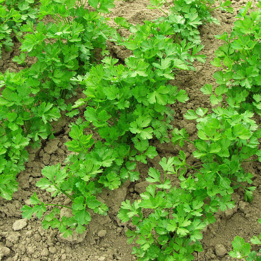 全国满额包邮彩虹雨新鲜生态蔬菜香菜100g2两北京农场