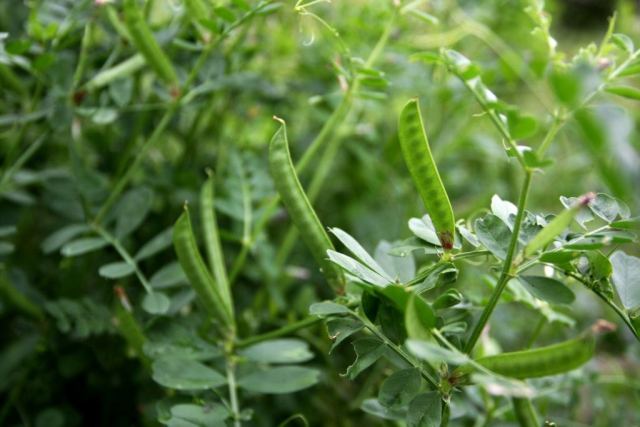 新蜜预售|雪脂莲蜜618g礼盒装 采自天然野生苕子花 特别适合爱美女士