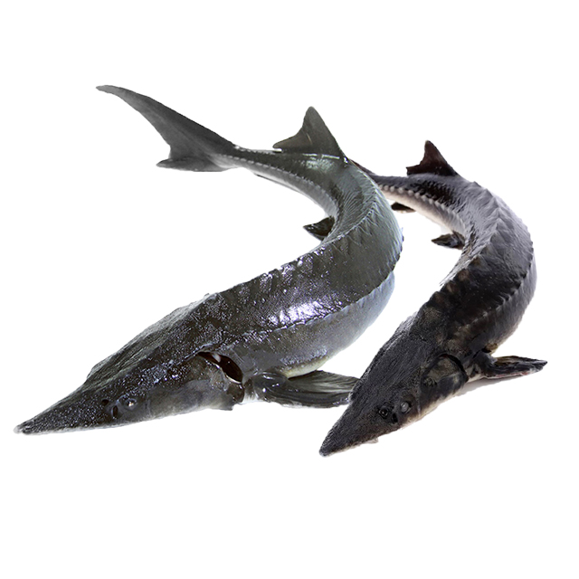 有机鲟龙鱼(万峰湖)\/条约2斤【默认杀好,其他要求请在下单留言备注】