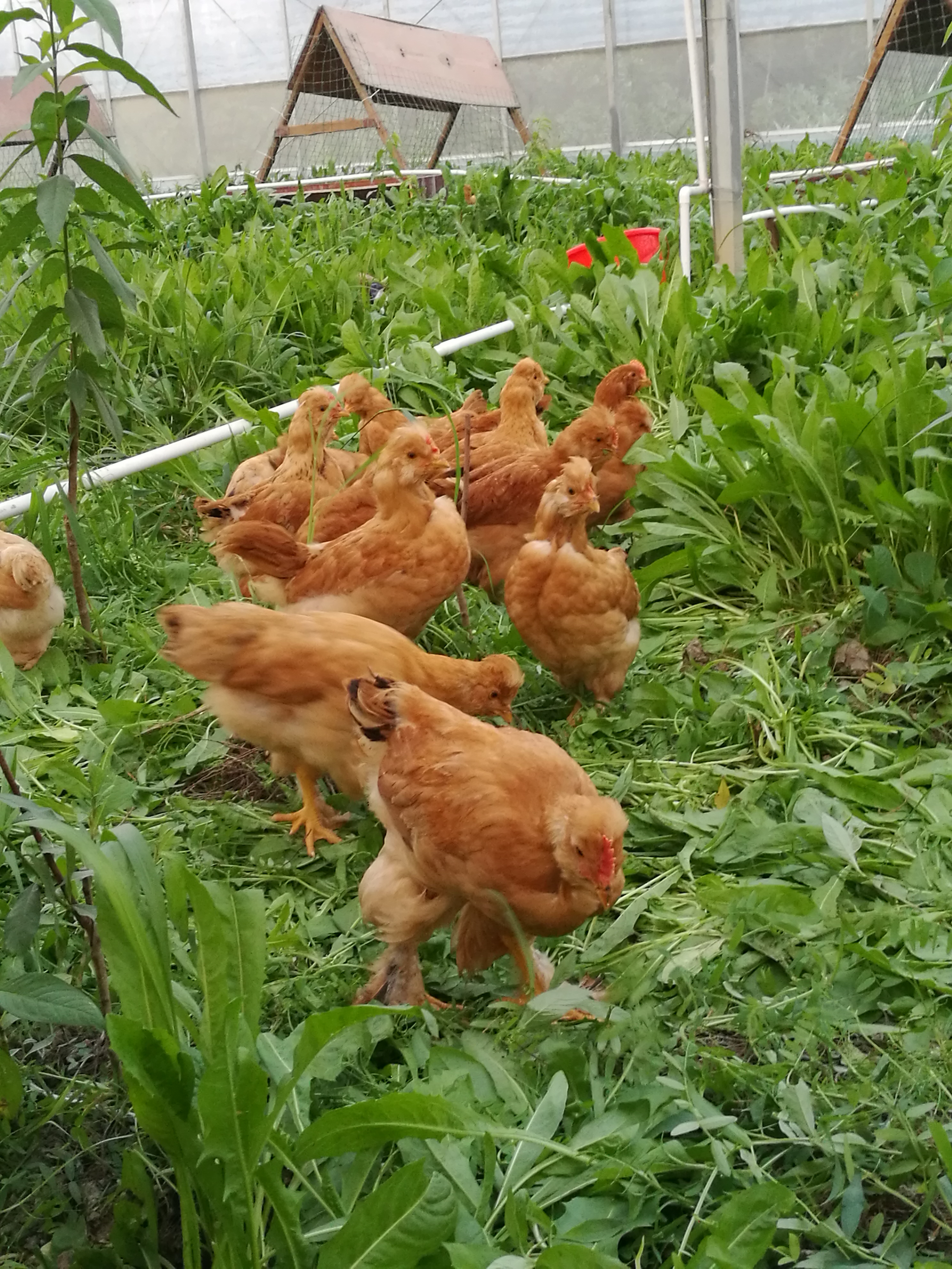 御溪 宫廷童子鸡～预售