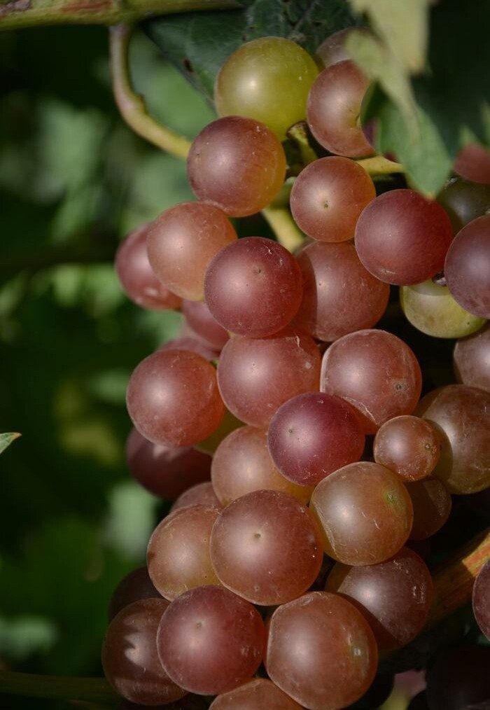 浙江早熟葡萄1500克每份