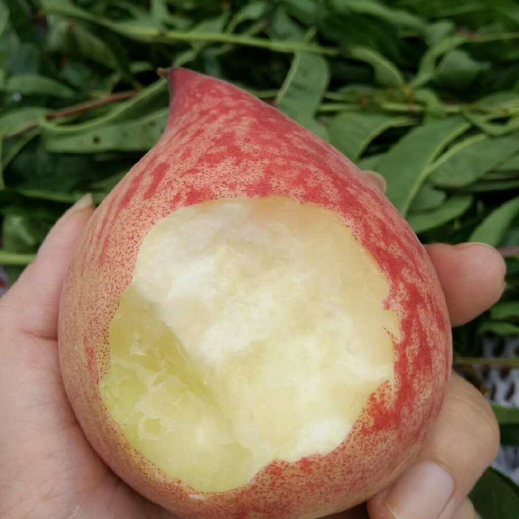 感恩母亲:云南红宝石桃子 脆甜【5斤装,10斤装】99元/10斤,广西区包邮