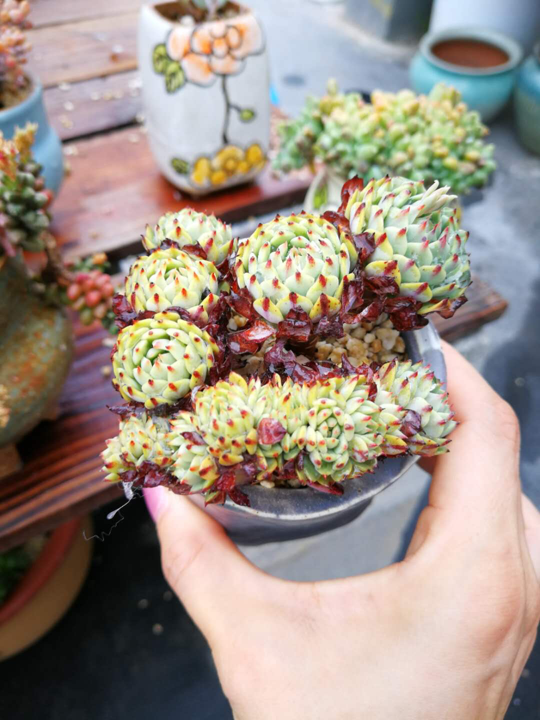 特价纸风车缀化