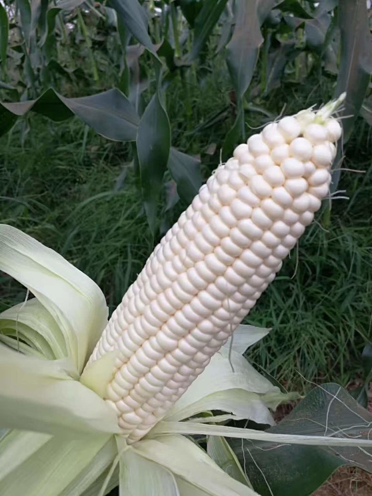 小抱抱百度了下,"水果玉米"在美国和加拿大是最大众化的蔬菜之一,是