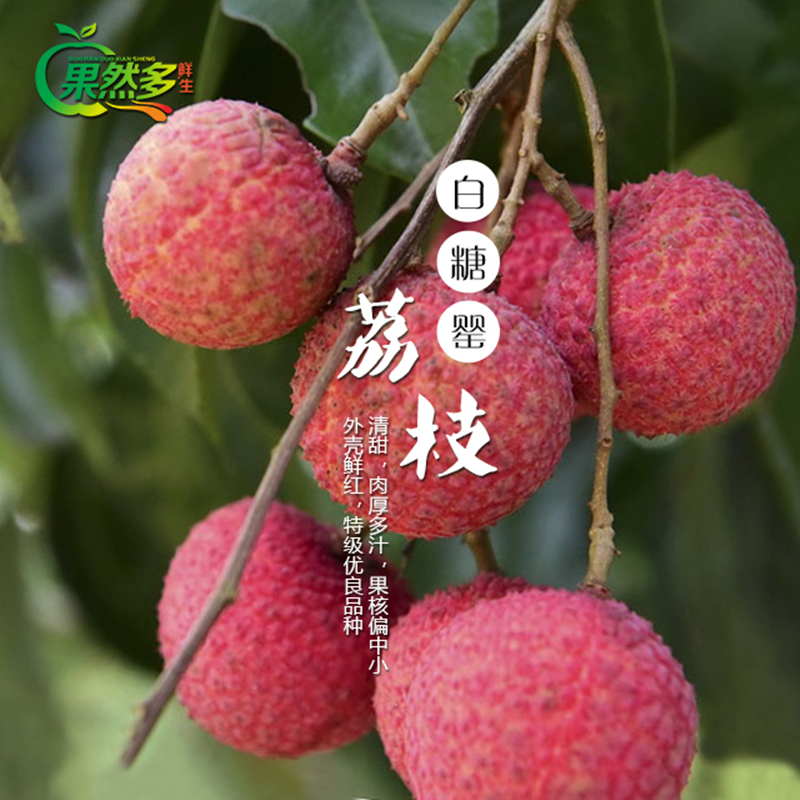 【预售新鲜】广东高州荔枝 白糖罂 妃子笑 新鲜上市 千年种植产地 现
