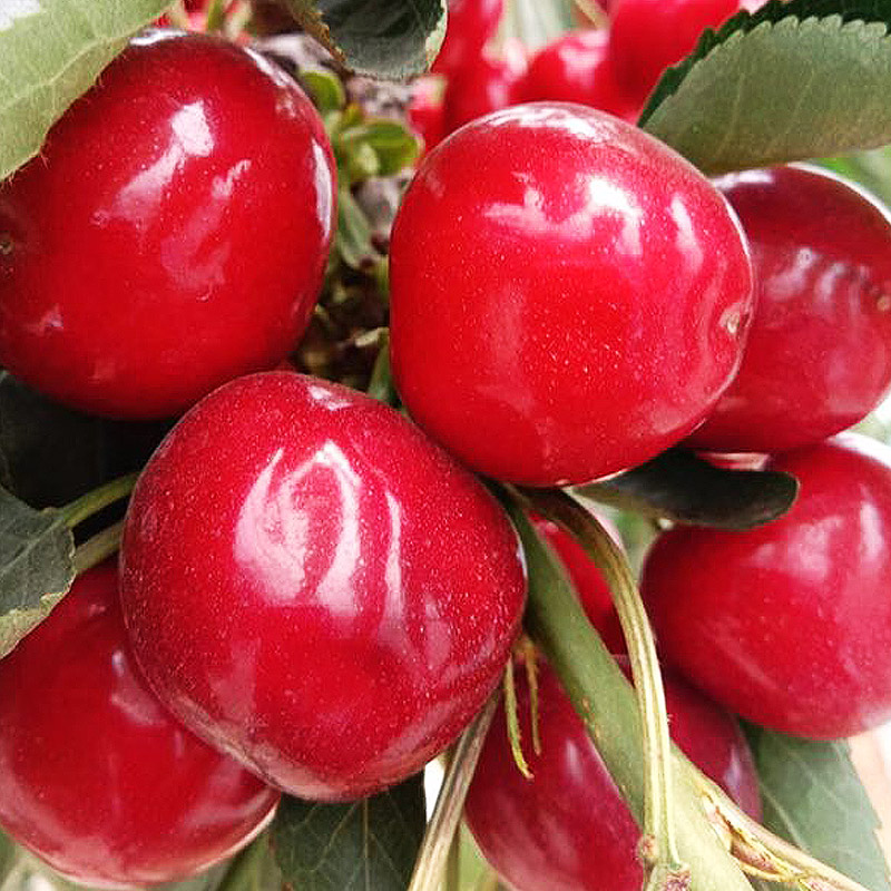 【大果预售 】烟台福山红灯大樱桃~自家果园新鲜大果3斤装/5斤装