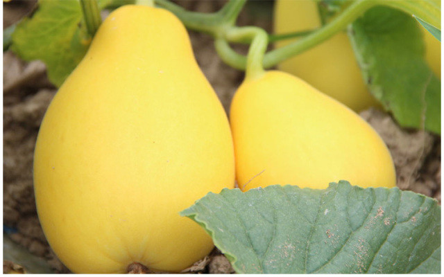 【新鲜现摘】舟山普陀黄金瓜 6个装 香气浓郁 甜脆多汁