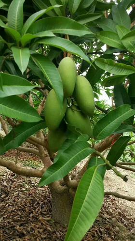 云南老树老品种(三年芒) 生芒果拌辣子吃【小宝店铺】