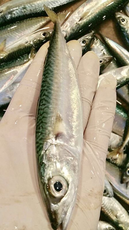 东山野生花辉鱼 10条左右/500g