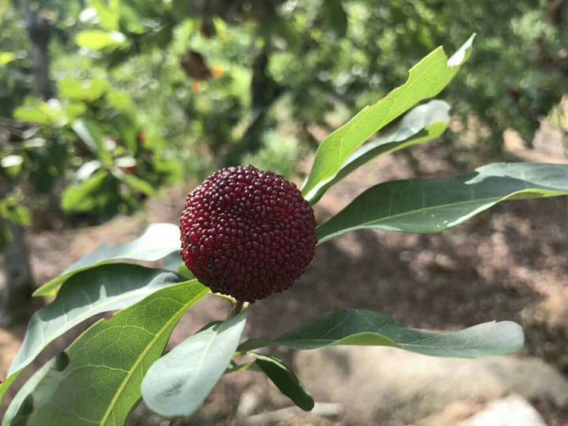 【享优惠杨梅季】正宗龙海浮宫杨梅45.9元/5斤!