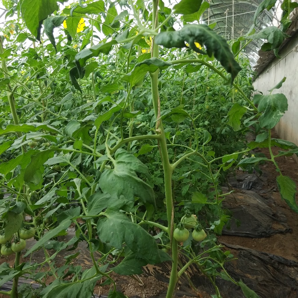 自然农耕种植的西红柿