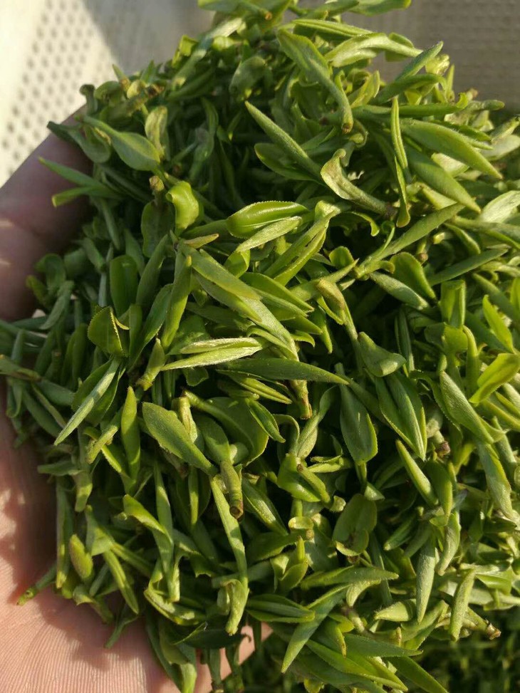 采回来的茶叶,第一步要"晾",一定要在阴凉通风的地方,自然慢慢地晾干