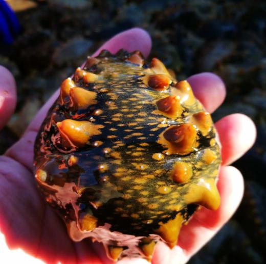 野生深海辽刺参简装&礼盒 | 合作生产* Feral Holothurian | Coproduction 商品图2