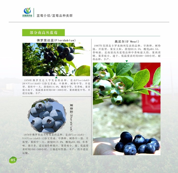 蓝丰蓝莓品种介绍图片